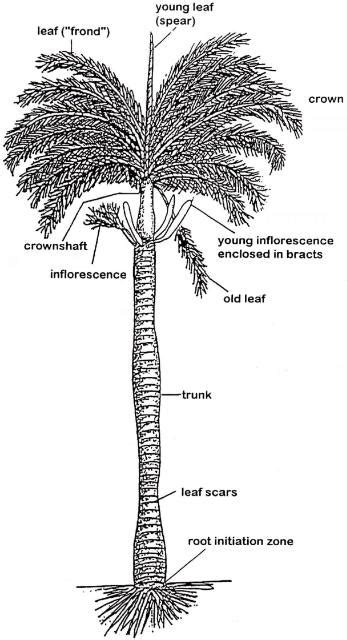 partes de la palmera