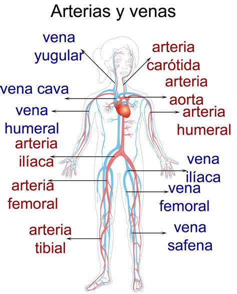 partes de las venas y arterias