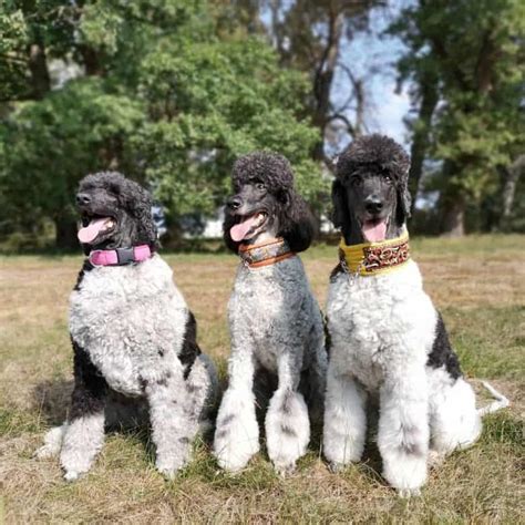 Black and White Parti Goldendoodles call or email to join wait list