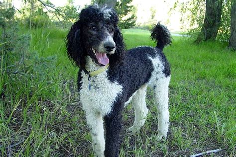 Merle poodles playing Poodle, Pets, Dogs