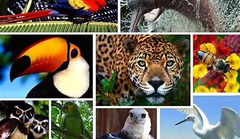 AMBIENTE: Fauna brasileira