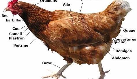 Anatomie de la poule Chicken Chick, Chicken Farm, Chicken Eggs, Chicken