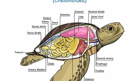 Image - morphologie de la tortue - Blog de commentetreveto - Skyrock