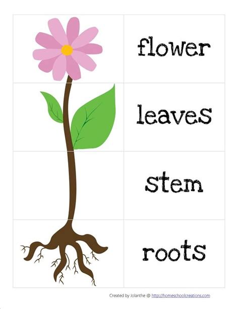 Plants interactive and downloadable worksheet. You can do the exercises