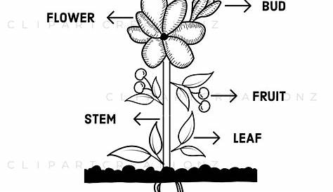 Parts of a plant clipart black and white » Clipart Station