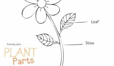 Parts of a plant drawing easy How to draw a shrub How