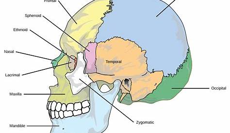 Annotated human skull anatomy - side view by shevans on DeviantArt