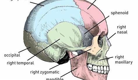 Skull diagram, anterior view with labels part 1 - Axial Sk… | Flickr