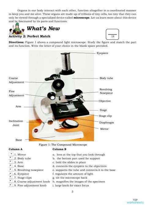 Parts And Functions Of A Microscope Worksheet