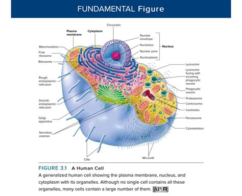 Parts Of A Cell And Their Functions Quizlet