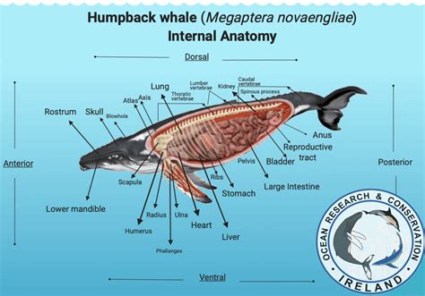 parts of a humpback whale