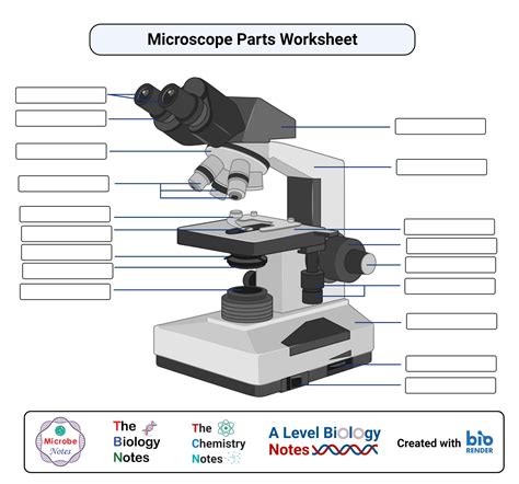 parts of a microscope worksheet answers