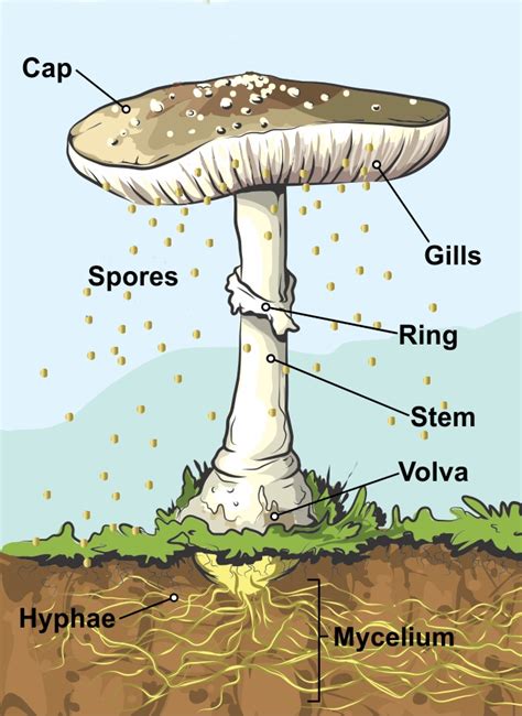 Illustrator Parts of Mushrooms Stock Vector Illustration of organic