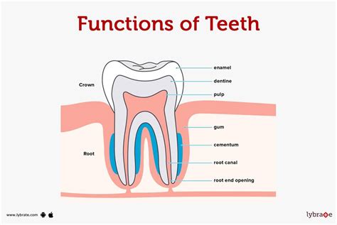 Parts Of A Tooth And Functions