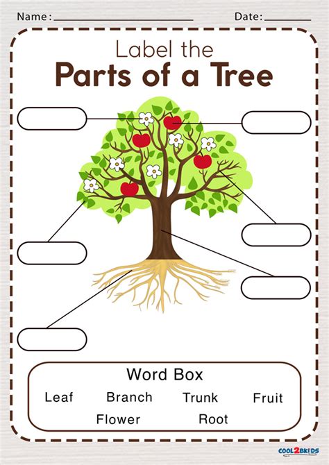 parts of a tree worksheet for kids