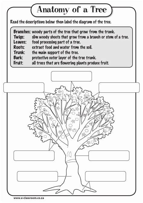 parts of a tree worksheet high school