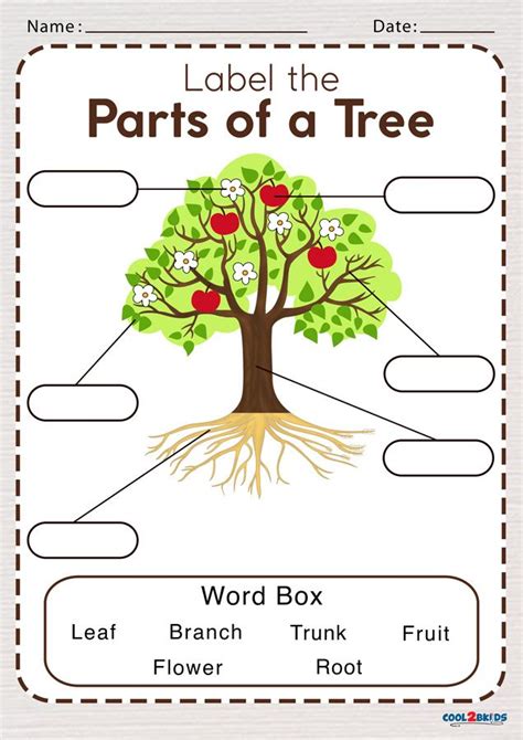 parts of a tree worksheet with answers