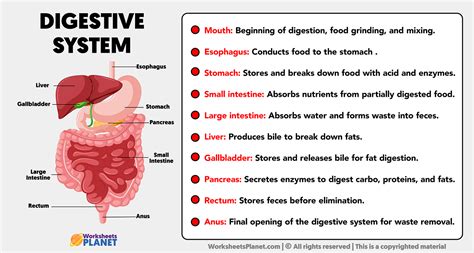 Parts Of Digestive System With Functions