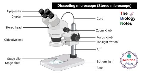 Parts Of Dissecting Microscope