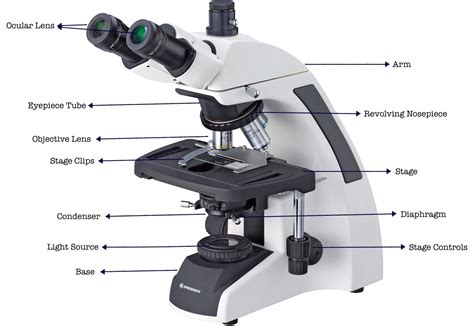 Parts Of Microscope Labeled And Its Functions