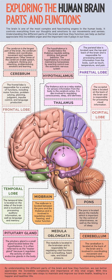 Parts Of The Brain And Functions Quiz
