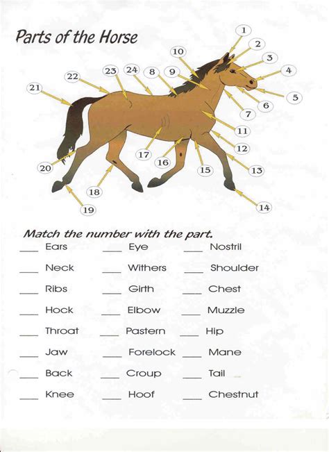 parts of the horse worksheet pdf
