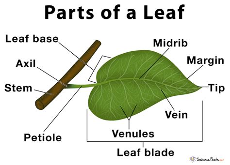 Label the following diagram of a leaf. Brainly.in