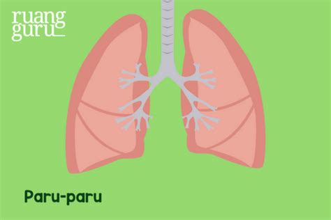 paru paru basak