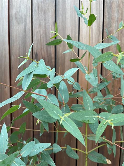 parvifolia eucalyptus seeds