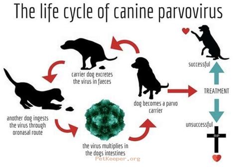 parvo in dogs to humans