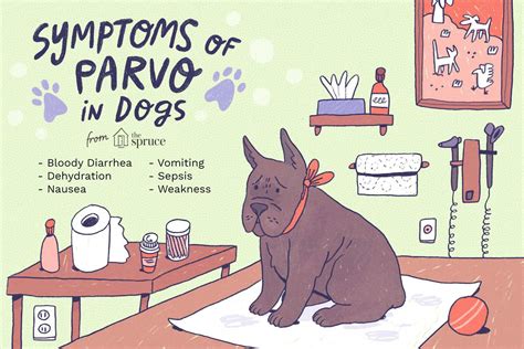phonesworld.us:parvo in dogs to humans