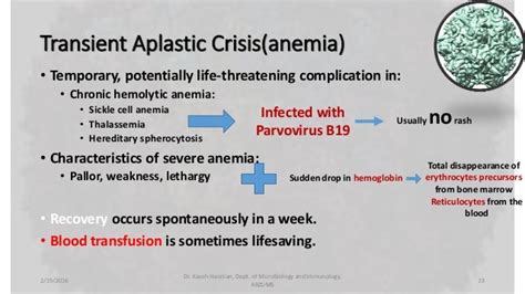 parvovirus and aplastic anemia