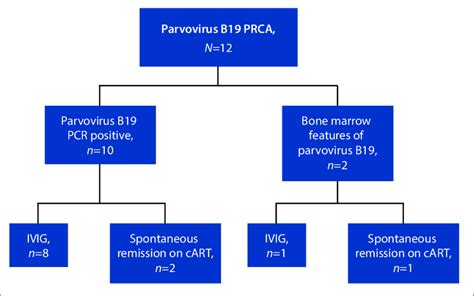 parvovirus b19 ab igm treatment
