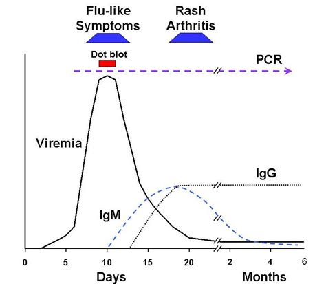 parvovirus b19 ac igg