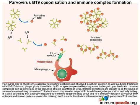 parvovirus b19 case study