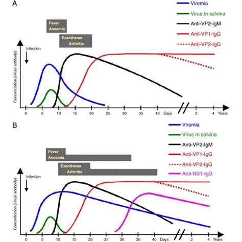 parvovirus b19 igg high