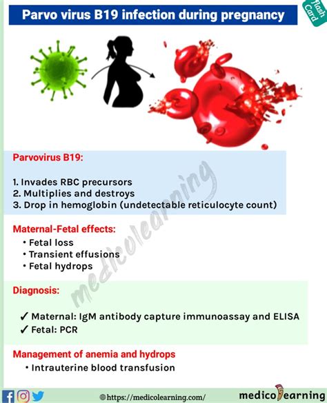 parvovirus b19 in pregnant women