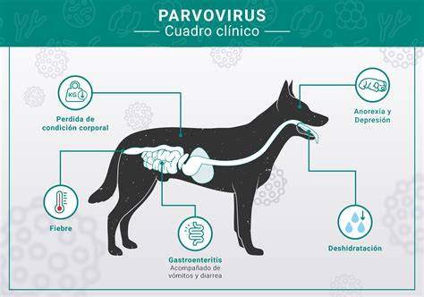 Parvovirus en perros ¿Qué es, cómo prevenir y qué tratamiento seguir?
