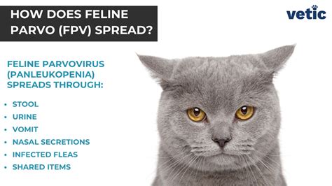 parvovirus in cats symptoms