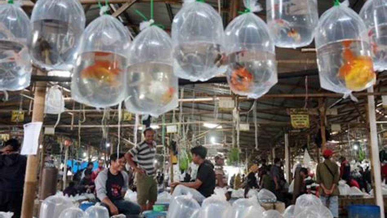 Panduan Lengkap Pasar Ikan Hias Parung Bogor untuk Pecinta Ikan Hias