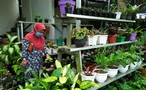 pasar tanaman hias indonesia