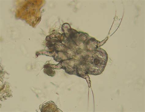 Kittens with Passenger Ear Mites