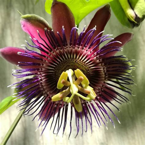 Rare Passion Flower Seeds, Passiflora Incarnata, 100pcs/bag