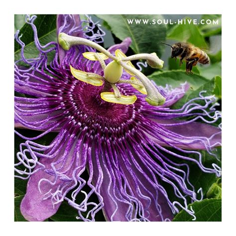 passion bee flower