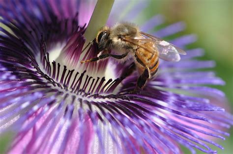passion bee flower zone