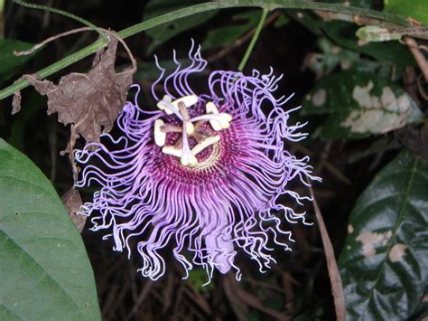 passion flower adaptations in the rainforest
