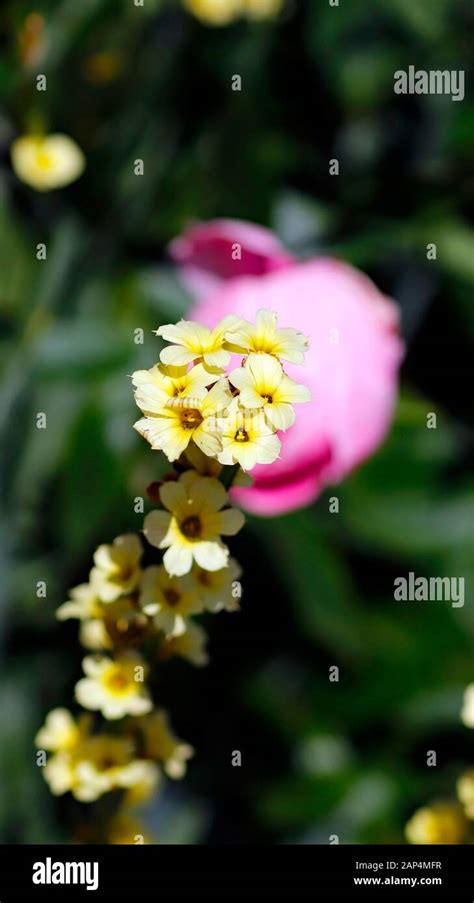 Passion Flower Alsager