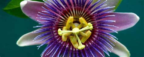passion flower anti anxiety