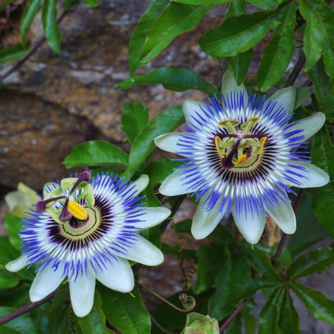 Passion Flower Blue