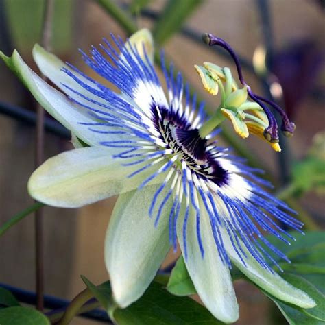 passion flower clear sky